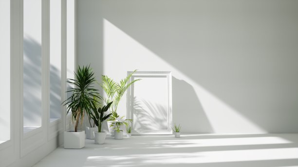 空荡荡的白色房间内部有经典的相框，地板上有热带植物，阳光从窗户照进来图片下载