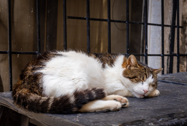一只棕白色的猫睡在石墙上。图片下载