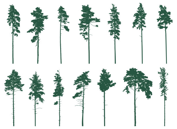 松树剪影，固定。森林针叶树。矢量图图片下载