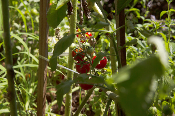 番茄领域图片下载