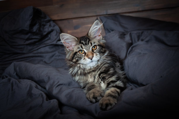 主要的黑人图片下载