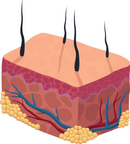 人体皮肤组织图片下载