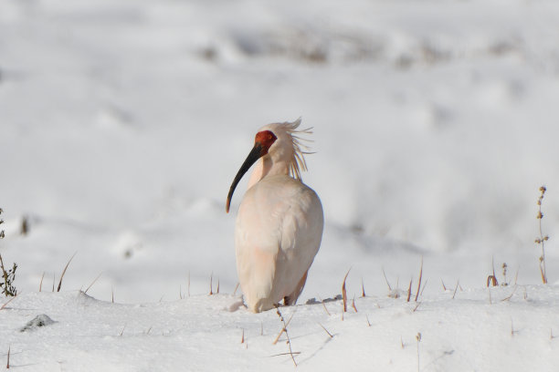 朱鹮在雪地上觅食图片下载