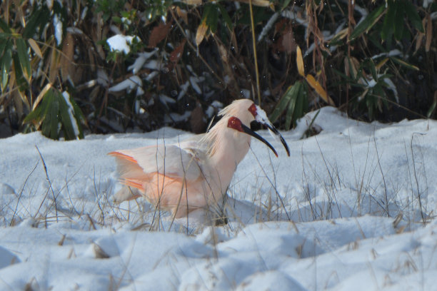 日本凤头朱鹭在雪地上行走图片下载