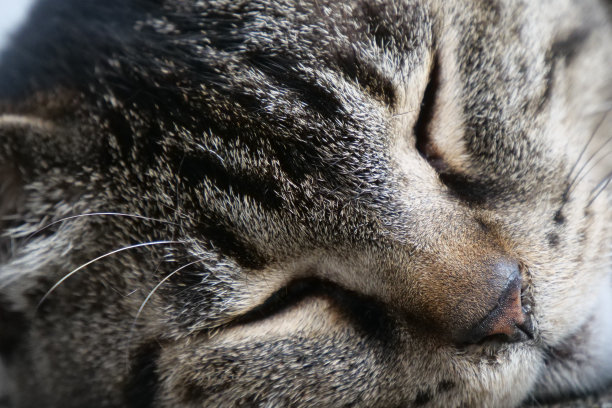 睡觉的猫图片下载