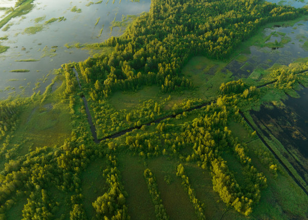 沼泽和沼泽景观。在潮湿的泥炭地。疯狂的泥潭。图片下载