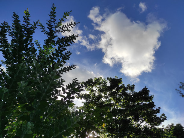 蓝天背景，白云和树木图片下载