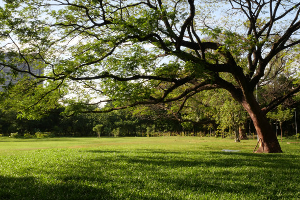 早上去公园图片下载