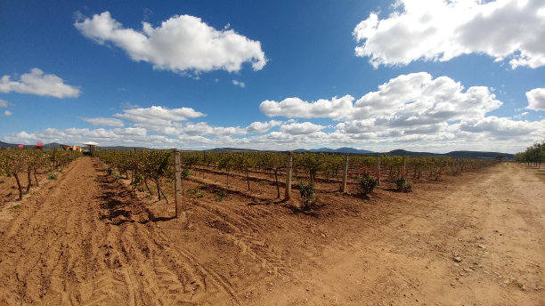 在多云的天空下，开阔的草地和葡萄种植，是周末休息和放松或度假的理想去处图片下载