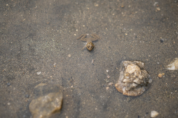小青蛙水下自然和野生动物图片俯视图图片下载