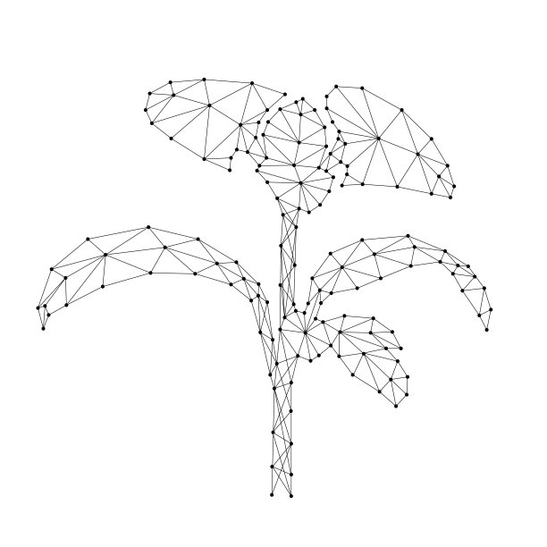 发芽，植物与叶子生长，从抽象的未来多边形黑线和点。矢量插图。图片下载