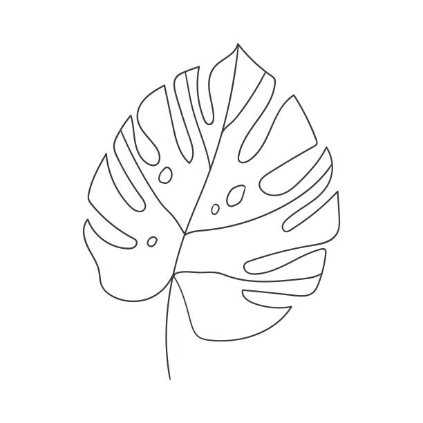 Monstera叶线艺术图片下载