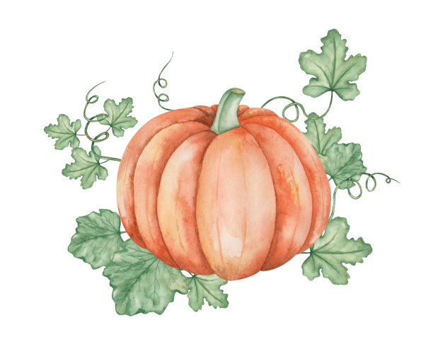 水彩插图手绘橙色丰满的南瓜与绿色的叶子和卷须。蔬菜秋收。感恩节卡片和万圣节图案的白色食物夹图片下载