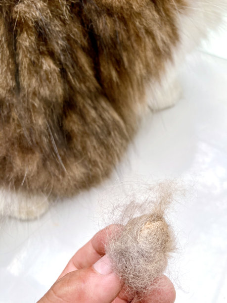 猫毛团的问题图片下载