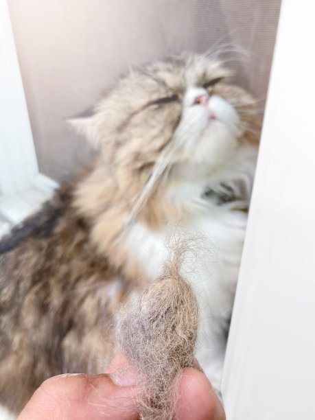 猫毛团的问题图片下载