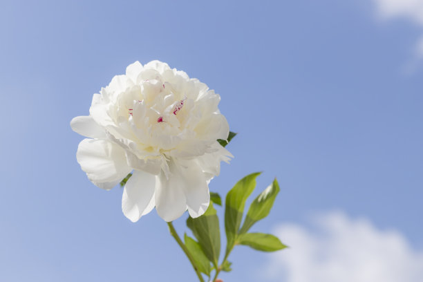 白色单牡丹映衬着蓝天。图片下载