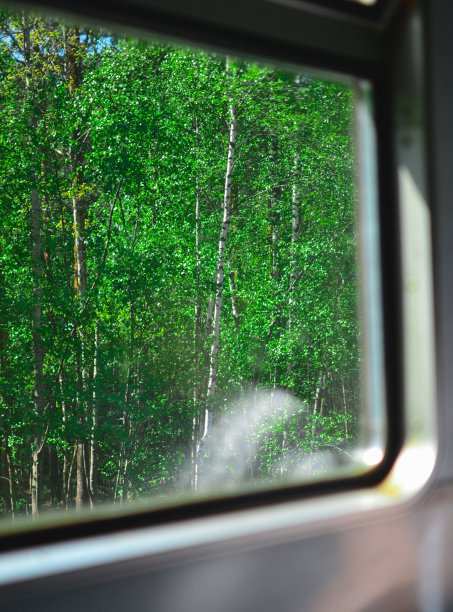 绿桦窗图片下载