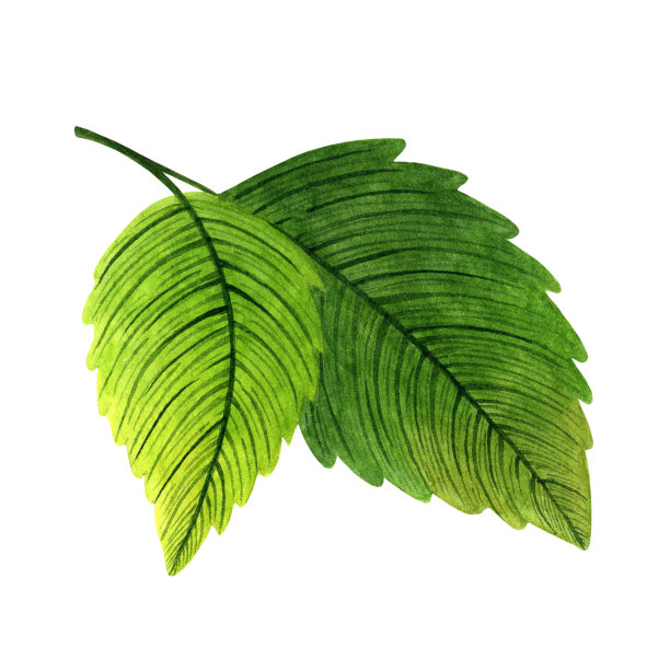 有叶花园植物的枝条。手绘水彩插图孤立在白色背景。新鲜的绿色脉叶，夏季叶在茎上。用草莓叶做卡片，海报图片下载