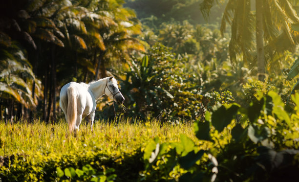 白马在热带森林图片下载