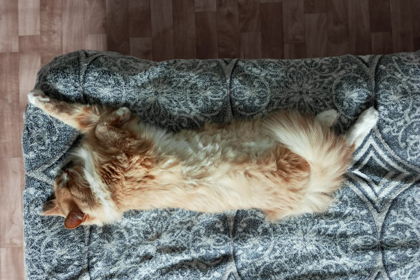 红猫睡在床上的灰色格纹。从以上观点。图片下载