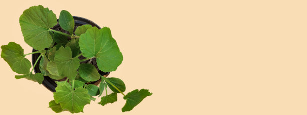 早春在温室里种植植物。花盆里的南瓜和黄瓜幼苗。图片下载