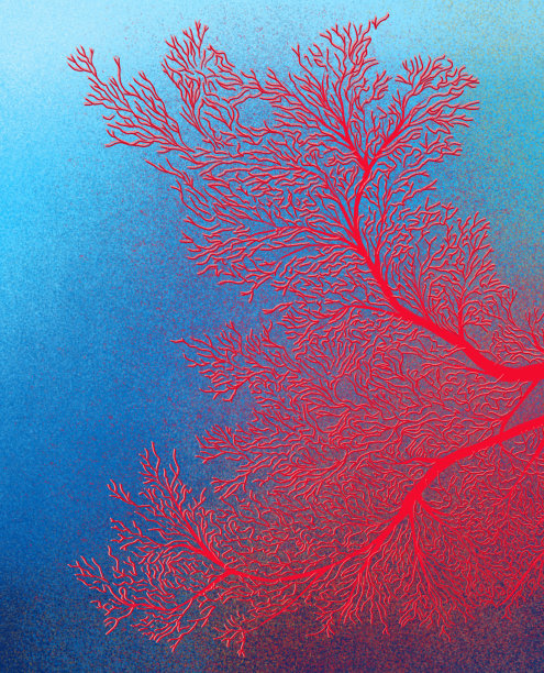 海底的珊瑚。图片下载