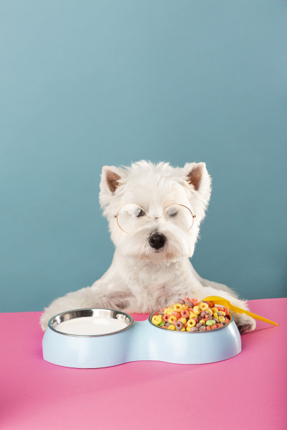 戴眼镜的狗吃的早餐是玉米片和牛奶。图片下载