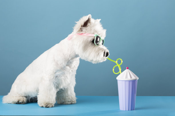 白狗西高地白梗，暑假喝果汁。高质量的照片图片下载