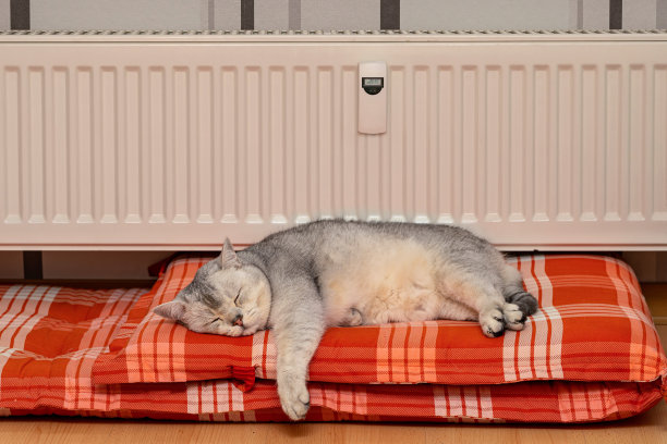 可爱的灰色英国短毛猫在暖气片前的垫子上睡觉。图片下载