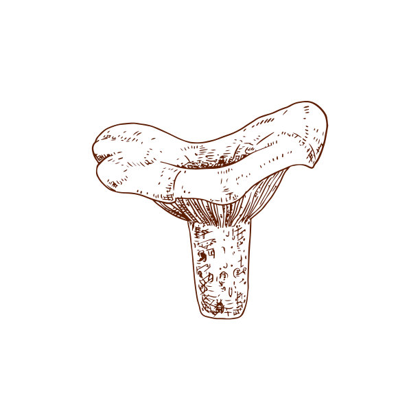 手绘尼斯卡洛藏红花奶盖蘑菇图片下载