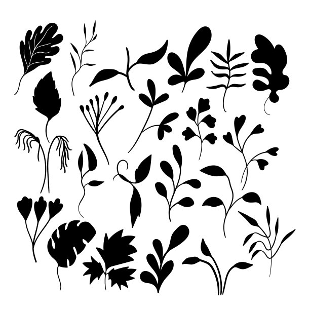 艺术花卉极简集孤立枝图片下载