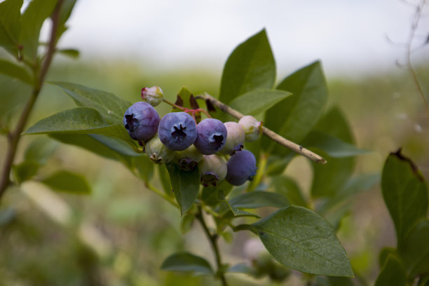成熟的蓝莓在树枝上。模糊的背景。图片下载