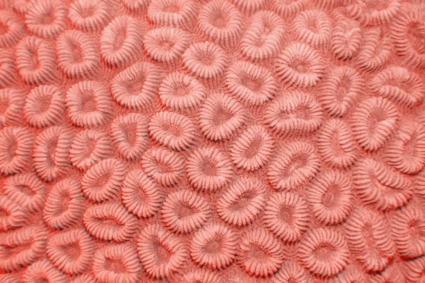 硬珊瑚的有机纹理，潮流珊瑚色抽象背景图片下载