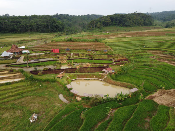 美丽的绿色和肥沃的稻田，稻谷即将收获图片下载