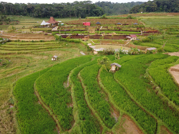 美丽的绿色和肥沃的稻田，稻谷即将收获图片下载