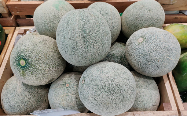 一堆新鲜的青瓜图片下载