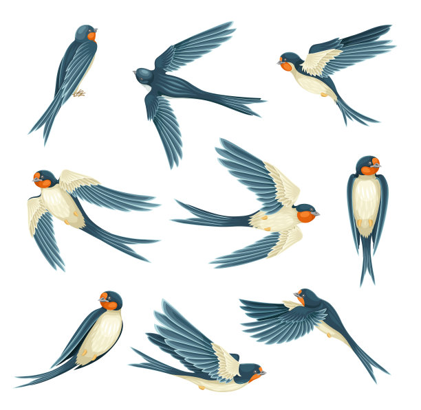 燕子或雀形目长尾鸟图片下载