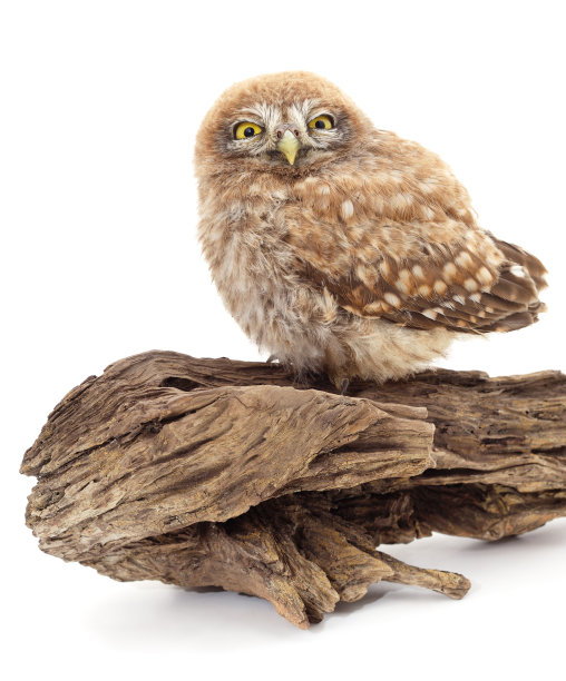 一只小猫头鹰坐在树皮上。图片下载
