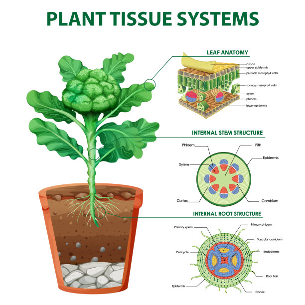 植物组织系统示意图图片下载