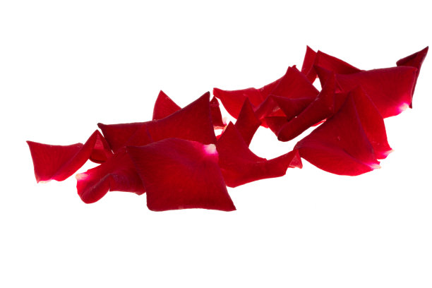 玫瑰花瓣孤立图片下载