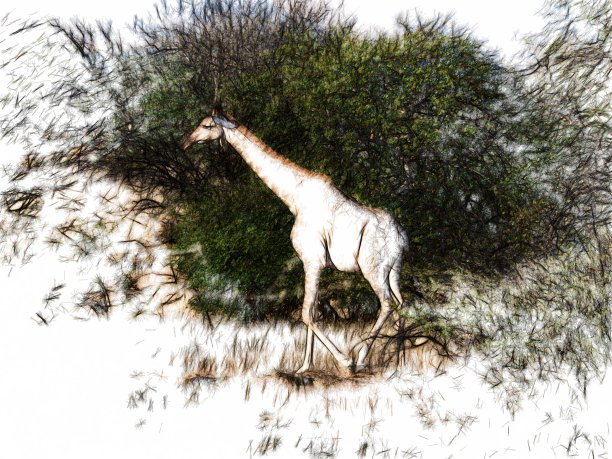 安哥拉长颈鹿素描(Giraffa Giraffa angolensis)图片下载