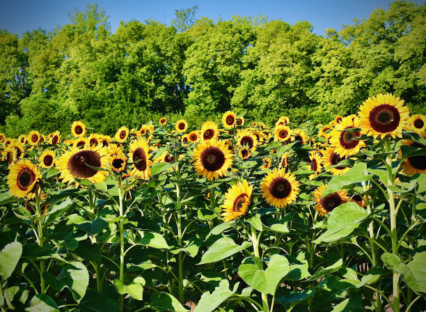 宁静笼罩太阳花农场图片下载