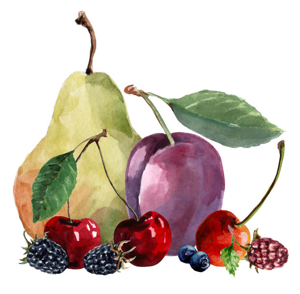 成熟的梨、樱桃、黑莓。夏日水果静物。果浆果组成。手绘水彩插图孤立在白色背景。图片下载
