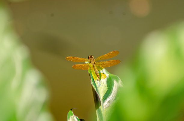 蜻蜓图片下载