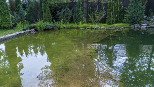 有许多装饰性植物的花园小池塘。自然理念的设计。夏天花园里的一个小池塘。图片下载