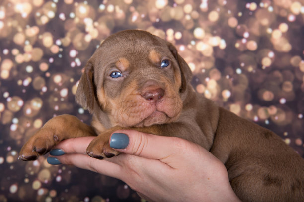 路易斯安那州卡塔霍拉豹狗狗的主人手上的度假背景照片图片下载