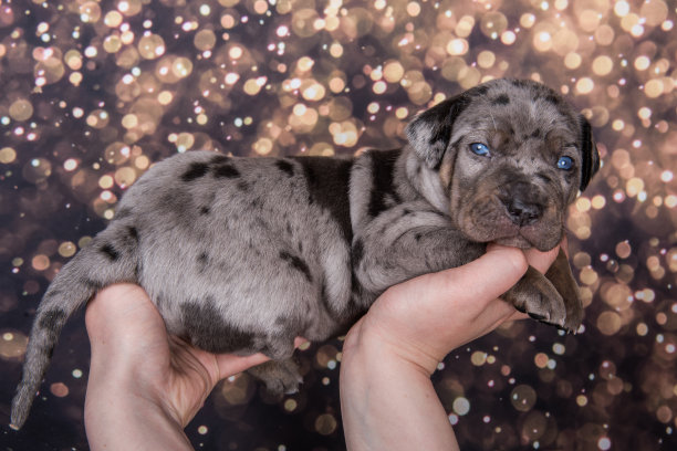 路易斯安那州卡塔霍拉豹狗狗的主人手上的度假背景照片图片下载