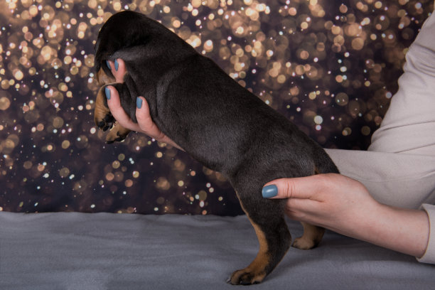 路易斯安那州卡塔霍拉豹狗狗的主人手上的度假背景照片图片下载