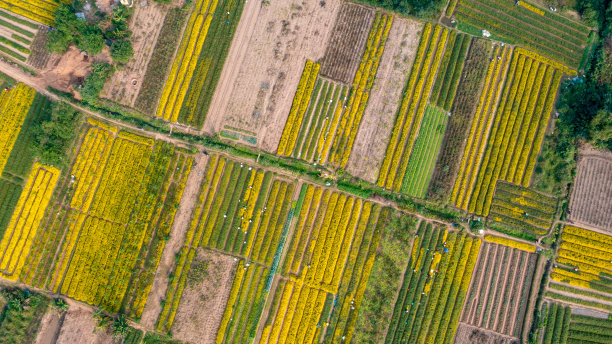 从鸟瞰菊花田图片下载