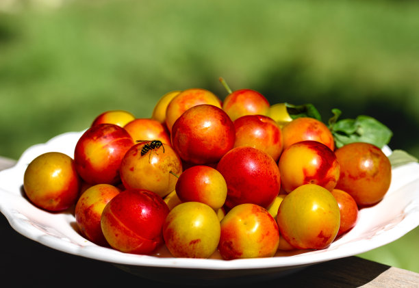 黄红李子放在白色盘子里。在花园里拍的照片。图片下载